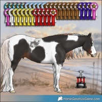 Horse Color:Liver Chestnut Tobiano 