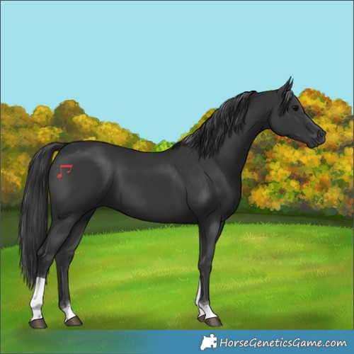 Horse Color:Black Tobiano Rabicano 