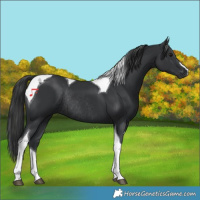Horse Color:Black Tobiano Rabicano 