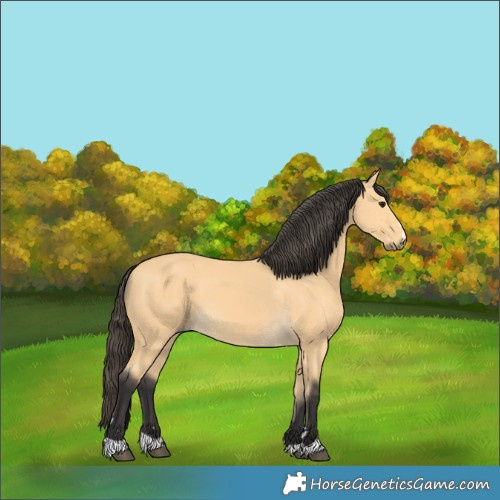 Horse Color:Buckskin 