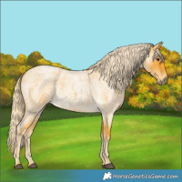 Horse Color:Palomino Roan 