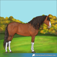 Horse Color:Bay Splash Frame