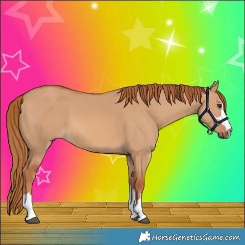 Horse Color:Red Dun 