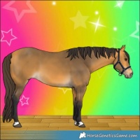 Horse Color:Buckskin 