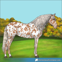Horse Color:Chestnut Appaloosa 