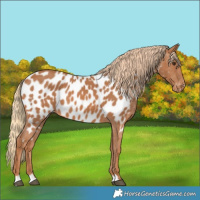 Horse Color:Chestnut Appaloosa 