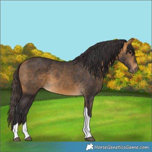 Horse Color:Buckskin Tobiano 
