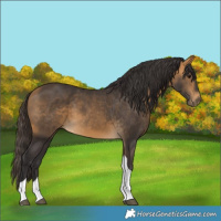 Horse Color:Buckskin Tobiano 