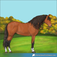 Horse Color:Bay 