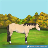 Horse Color:Buckskin 