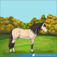 Horse Color:Buckskin 