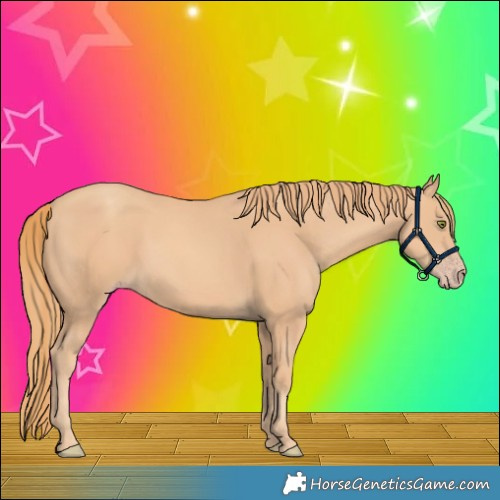 Horse Color:Gold Champagne 