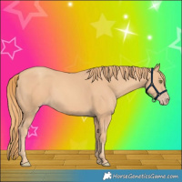 Horse Color:Gold Champagne