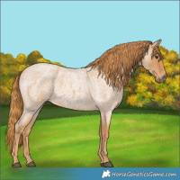Horse Color:Red Roan 
