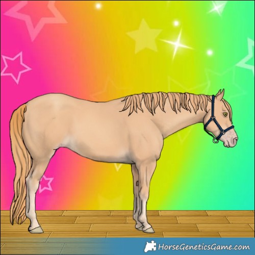 Horse Color:Gold Champagne 
