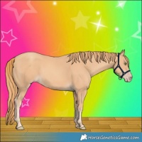Horse Color:Gold Champagne