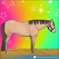 Horse Color:Amber Champagne 