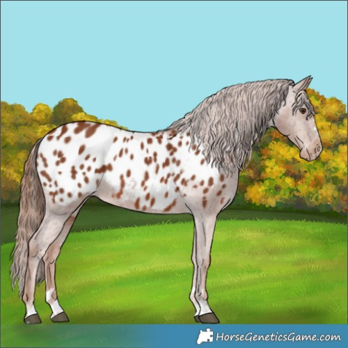 Horse Color:Chestnut Appaloosa 