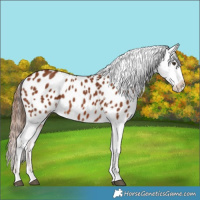 Horse Color:Chestnut Appaloosa 