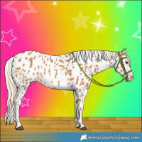 Horse Color:Chestnut Near Leopard 