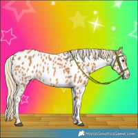 Horse Color:Chestnut Appaloosa