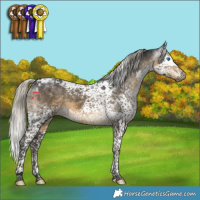 Horse Color:Gray Silver Smoky Black Splash Tobiano Appaloosa
