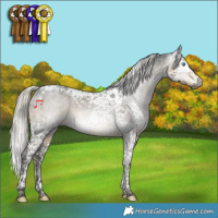 Horse Color:Gray Silver Smoky Black Splash Tobiano Appaloosa 