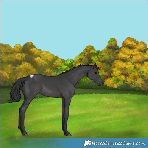 Horse Color:Black Tobiano 