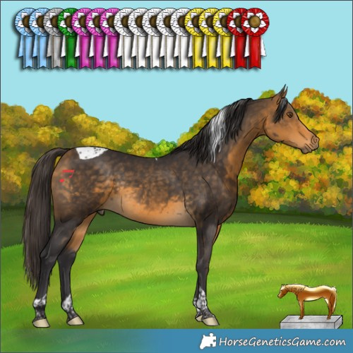 Horse Color:Buckskin Tobiano Rabicano 