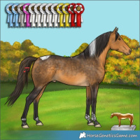 Horse Color:Buckskin Tobiano Rabicano