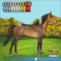 Horse Color:Buckskin Tobiano Rabicano 