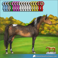 Horse Color:Buckskin Tobiano Rabicano 