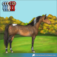 Horse Color:Buckskin Tobiano Rabicano 