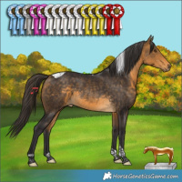 Horse Color:Buckskin Tobiano Rabicano