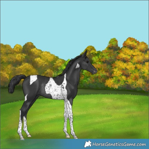 Horse Color:Black Tobiano Appaloosa Rabicano 