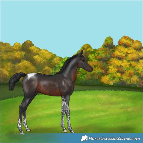 Horse Color:Brown Tobiano 