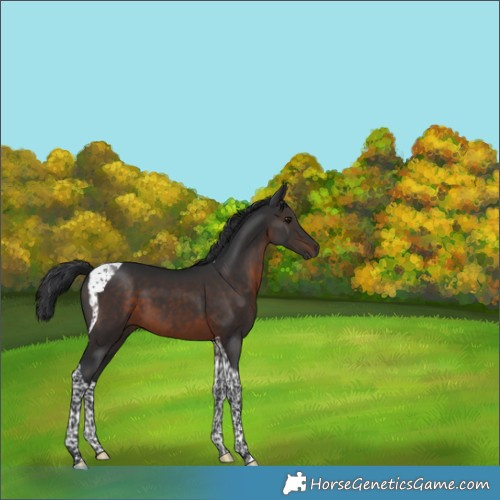 Horse Color:Brown Tobiano 