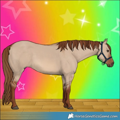 Horse Color:Red Dun Rabicano 