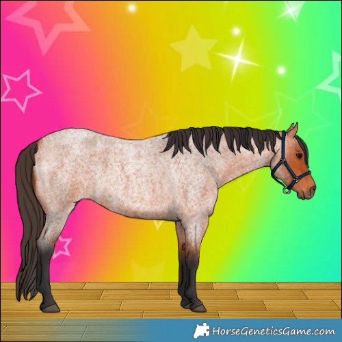 Horse Color:Bay Roan Rabicano 