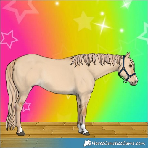 Horse Color:Red Dun Rabicano 