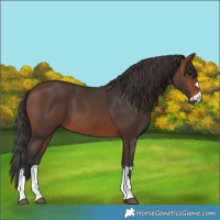 Horse Color:Brown 