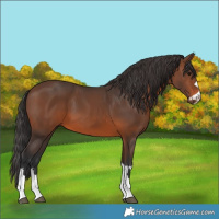 Horse Color:Brown