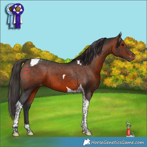 Horse Color:Brown Tobiano Appaloosa 