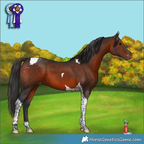 Horse Color:Brown Tobiano Appaloosa 