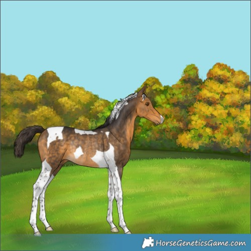 Horse Color:Buckskin Tobiano Rabicano 