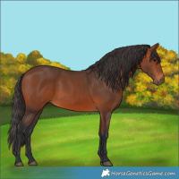 Horse Color:Bay 