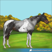 Horse Color:Liver Chestnut Tobiano Rabicano 