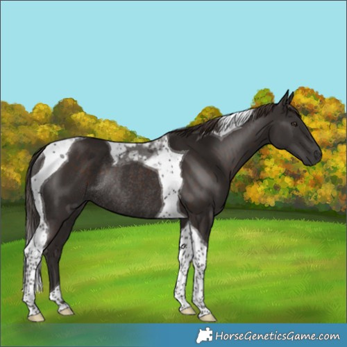 Horse Color:Liver Chestnut Tobiano Rabicano 