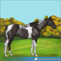Horse Color:Liver Chestnut Tobiano Rabicano
