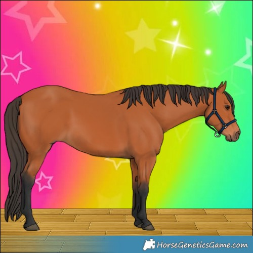 Horse Color:Bay 